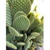 Cactus 3 Hardy Opuntia Microdasys Cactus Succulent Bunny Ears Cutting