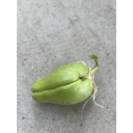 1 Sprouted Chayote Squash Mirliton Live Plant Ready To Plant Buy 3 Get 1 Free