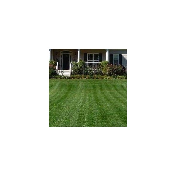Outsidepride Combat Extreme Turf Type Fescue & Kentucky Bluegrass Grass Seed for Northern Zone - 5 LB