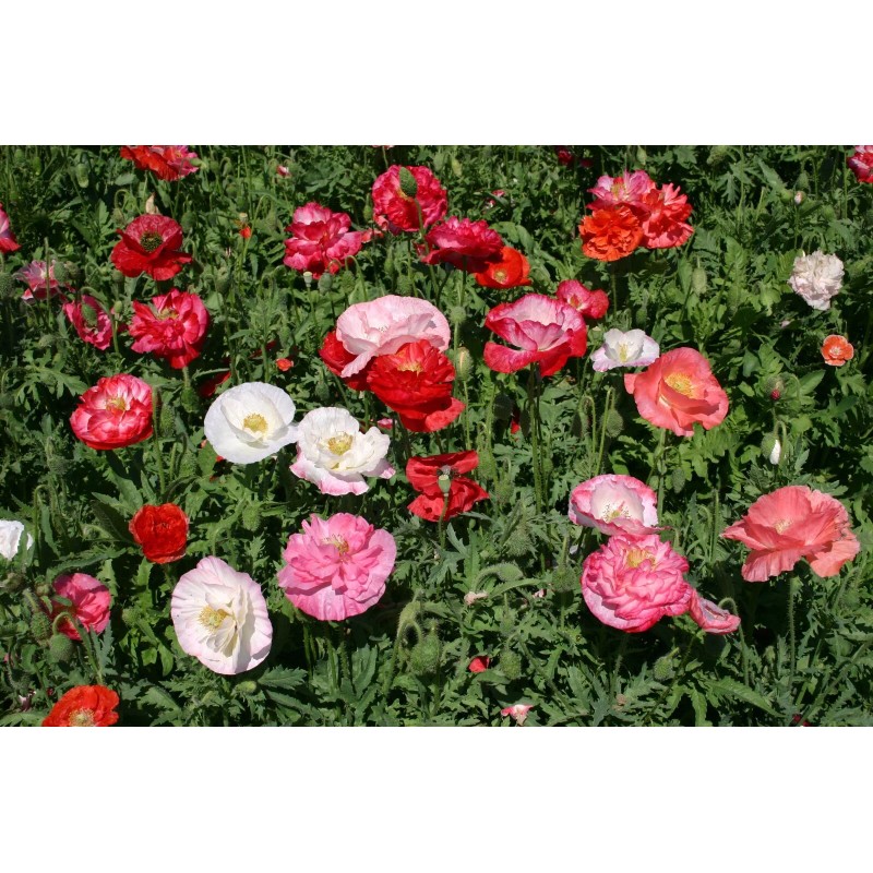 Poppy- Double Shirley - Red - 500 Seeds