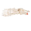 3B Scientific A31 Foot and Ankle Skeleton Model + free