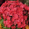 Outsidepride 2000 Seeds Perennial Primula Crimson Fairy Primrose Flower Seeds