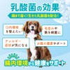 【Veterinarian W supervised】Perfect One Care Lactobacillus Plus Supplement for Dogs