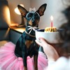 2 Pcs Dog Crown Headband Dog Tutu Dress Set Crystal