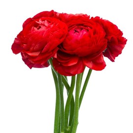 Utopia Seeds UtopiaSeeds 12 Red French Peony Ranunculus Corms