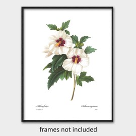 Rose of Sharon Art (White Wall Decor, Botanical Hibiscus Flower Print) Pierre Redoute - Unframed