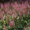 Outsidepride Astilbe Chinensis Goat's Beard Plant Seed - 2000 Seeds