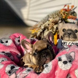 Ramallah Trading Valentine Soft Throw Blanket: Dog Gone Fun Throw, Pink Black White