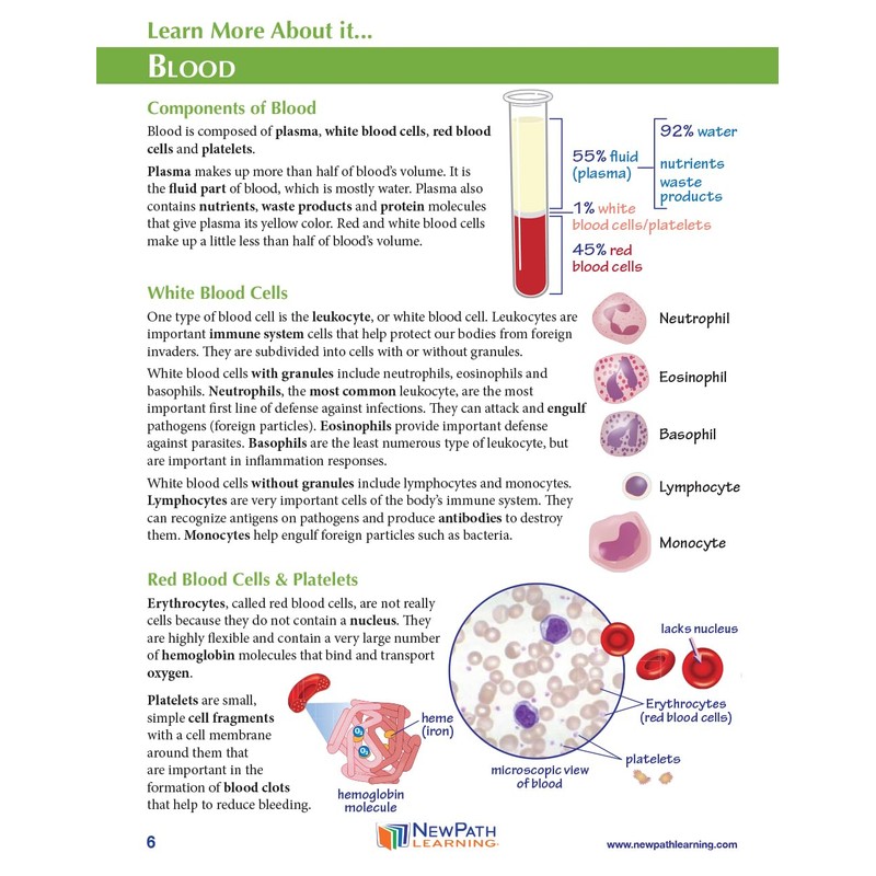 NewPath Blood Groups 3D Model Making Kit - Individual Student