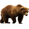 Grizzly Bear Vinyl Wall Decal Brown Bear Sticker Wall Art