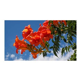 Campsis radicans 10 Seeds Trumpet Vine Hummingbird Vine Orange Trumpet-Shaped Flowers Drought Tolerant Ornamental Plant Zones 5+