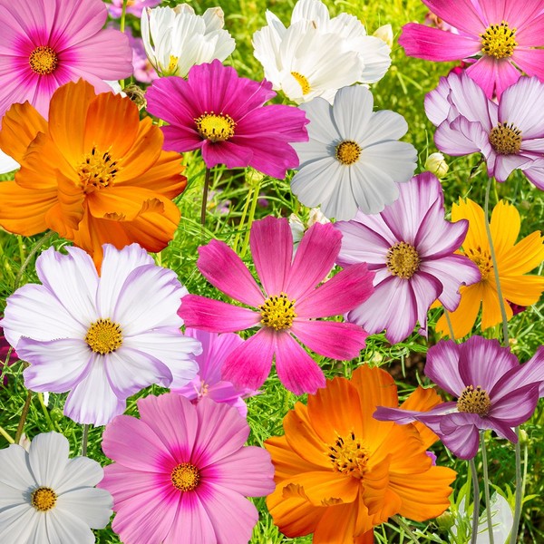 Seed Needs, Large 2.1 Ounce Package of 7,000+ Crazy Mix Cosmos Seed Mixture for Planting (Cosmos Bipinnatus Butterfly Attracting Cosmos Mixture) 10+ Varieties Open Pollinated - Bulk