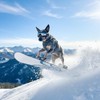 NAMSAN Dog Goggles Medium to Large Breed, Anti-UV Sunglasses for