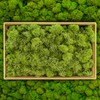 Moss Preserved Decorative Moss for Crafts Moss Picture Model Making