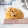 Neptune Caribbean Sea Sponge 2 Pack, Medium, Approx. 5-6 inches