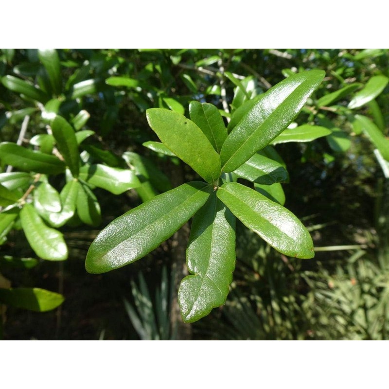 Laurel Oak Tree | Quercus Laurifolia Swamp Oak | 3