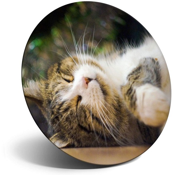 Destination Vinyl ltd Magnet for Refrigerator, Fridge - Adorable Cute