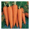 1800 Danvers 126 Carrot Seeds for Planting 3 Grams of