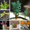 Mixed Rare Succulent Plant Seeds, 100pcs/pack