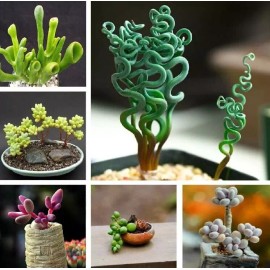 Mixed Rare Succulent Plant Seeds, 100pcs/pack