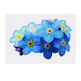 'Forget-Me-Nots' Temporary Tattoo - Water Resistant, Skin-Safe, Non-Toxic Transfer (TO00032269)