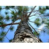 Slash Pine Tree | 2 Large Gallon Size Pots |