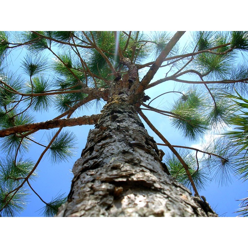 Slash Pine Tree | 2 Large Gallon Size Pots |