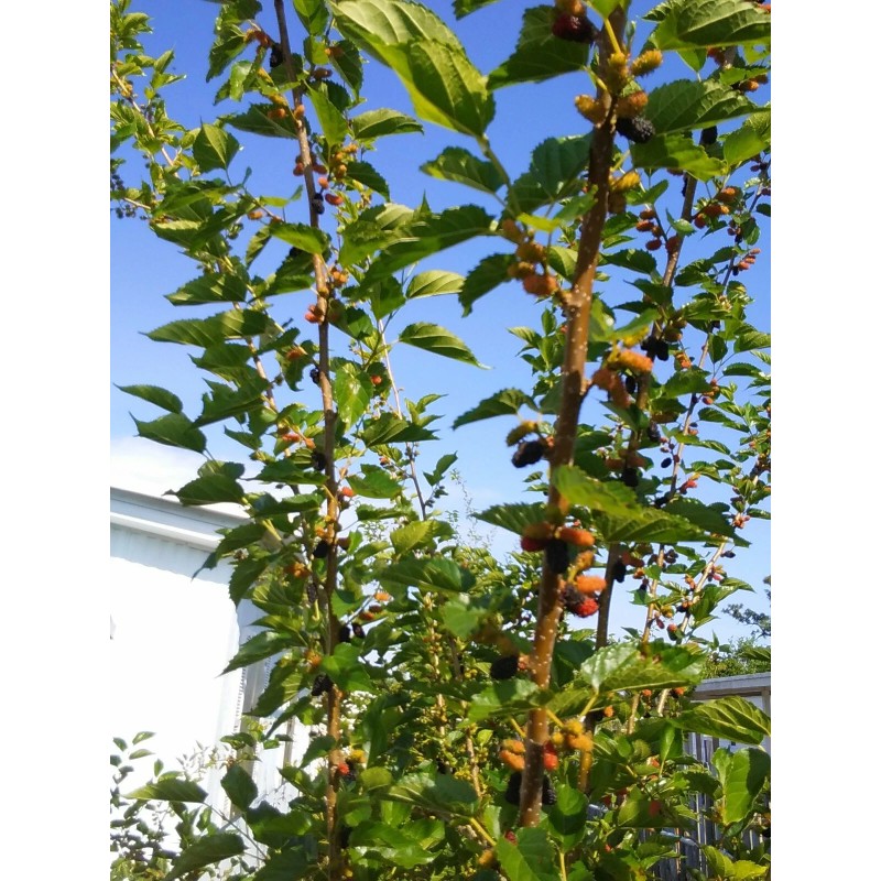 Tree Red Mulberry Tree 8 Cuttings 7"-9' long Organic Leave