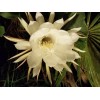 Cactus 2X Queen 12" CACTUS ORCHIDs NIGHT BLOOMING CEREUS