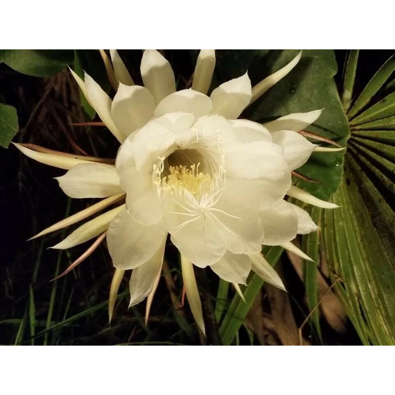 Cactus 2X Queen 12" CACTUS ORCHIDs NIGHT BLOOMING CEREUS