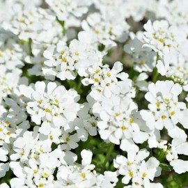 mariesgreengarden EVERGREEN CANDYTUFT, 100 SDEEDS, SNOW WHITE, PERENNIAL, IBERIS SEMPERVIRENS