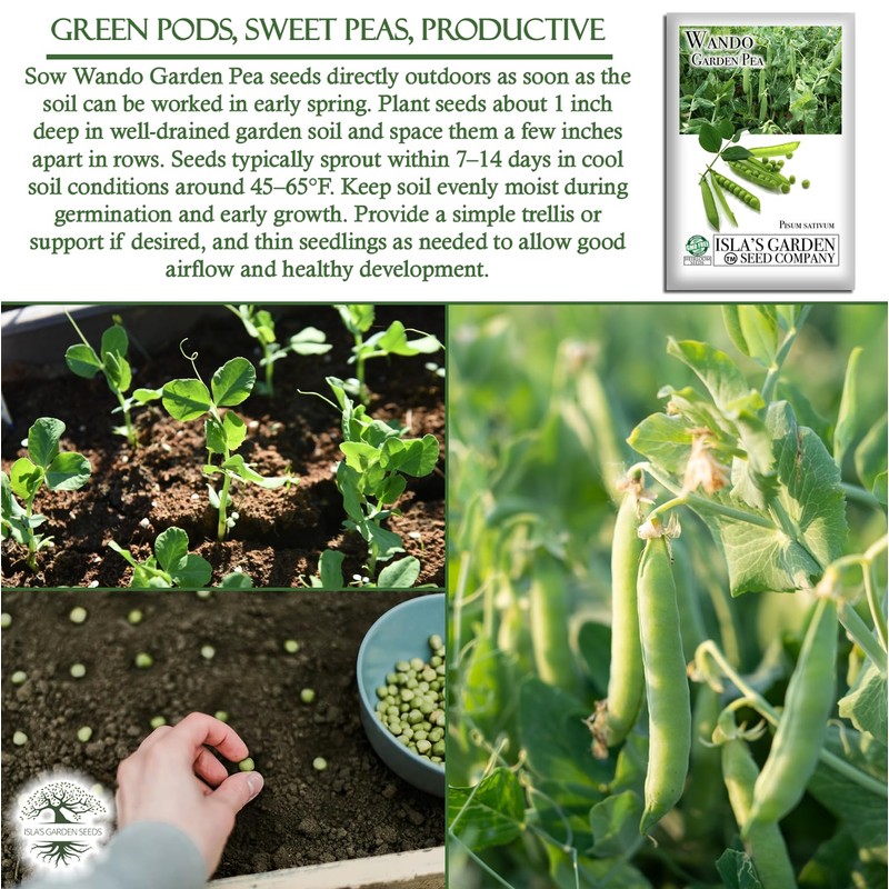 Wando Garden Pea Seeds (Pisum sativum) – 50+ Heirloom Non-GMO
