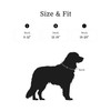 2025 New Edition, Fei and Eve Dog Collar with Magnetic