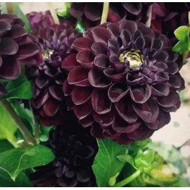 100PCS Dahlia Flower Seeds Burgundy Dahlia Flower Garden Plant Seeds Heirloom
