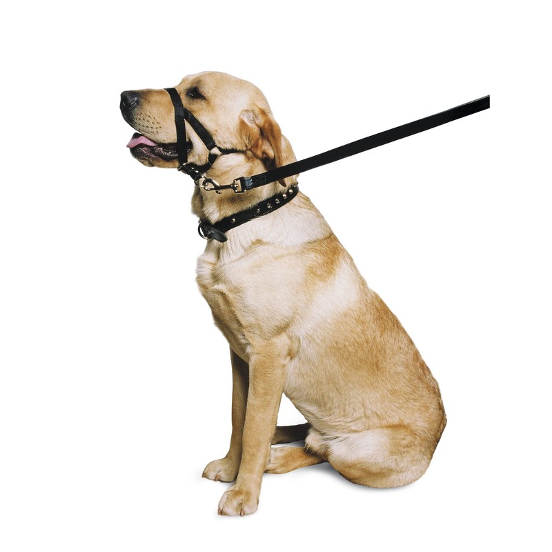 Ancol Nylon Training Halter, Black, size Large (5-6) 54 cm