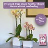 Chrysal Orchid Food Drops — Orchid Care — One Pack