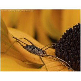 Dual Macro LED Ring Light/Flash Compatible with Panasonic Lumix DMC-GX7 (Applicable On All Lenses)