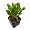 Live Succulent Jadeg Plants Collection for Home Decor (2" Pot Gollum Jade)