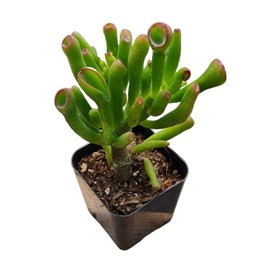 Live Succulent Jadeg Plants Collection for Home Decor (2" Pot Gollum Jade)