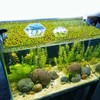 PEUTIER 5pcs Aquarium Floating Plant Corral, Foam Fish Feeding Rings