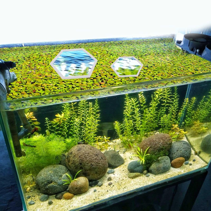 PEUTIER 5pcs Aquarium Floating Plant Corral, Foam Fish Feeding Rings