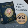 Dr. Livingston's Human Brain Anatomy Puzzle - A Medically Accurate