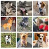 BEAUTYZOO Dog Harness & Leash Set, Slip-Resistant, Body Harness, Pull-Resistant,