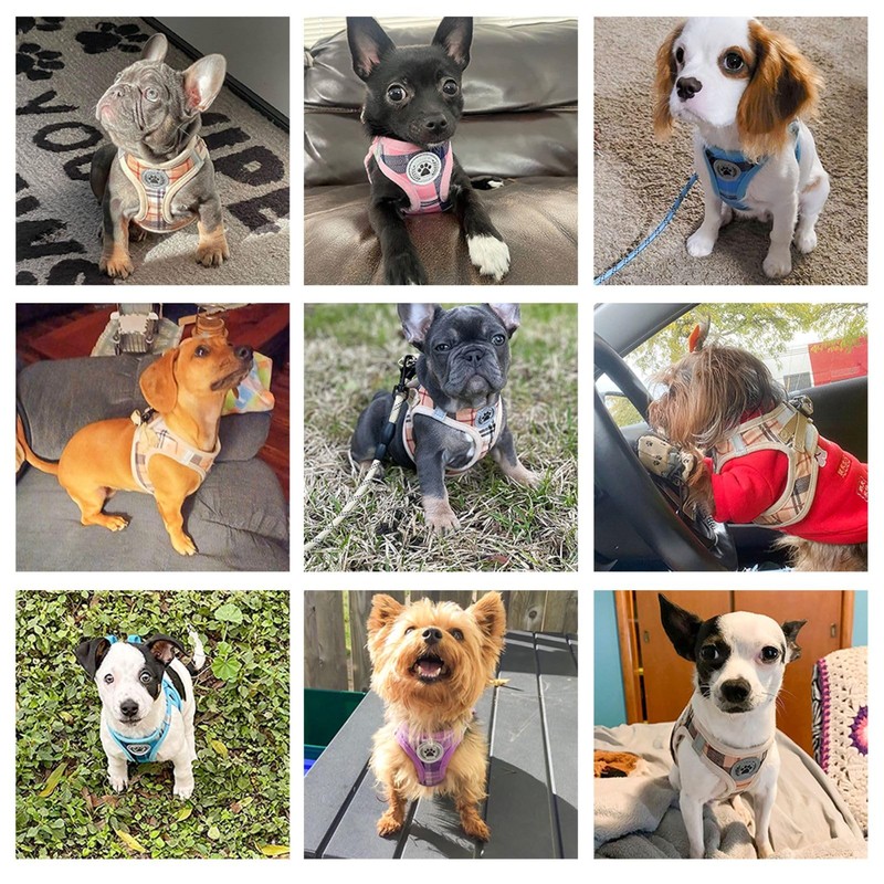 BEAUTYZOO Dog Harness & Leash Set, Slip-Resistant, Body Harness, Pull-Resistant,