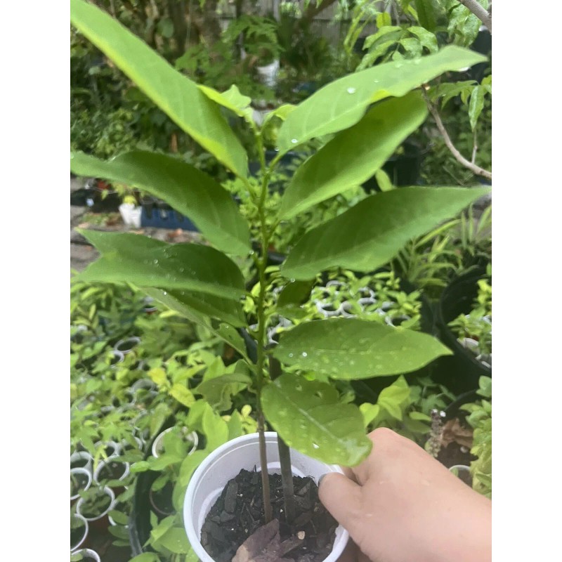 Tree 1 Sugar Apple Na Dai( Mãng Cầu Dai) 5”