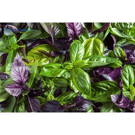 KIRA SEEDS - Seeds Basil Mix [Cardinal, Genovese, Sweet, Purple, Cinnamon, Opal] Indoor - Heirloom Herbs - GMO Free
