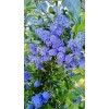 Home-Growth Blueblossom, Ceanothus Thyrsiflorus - 20 Seeds 2025 - USA