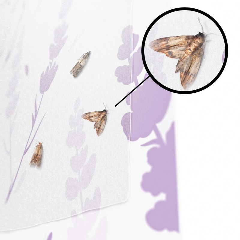 Protecticure High-quality food moth traps - 12 food moth traps