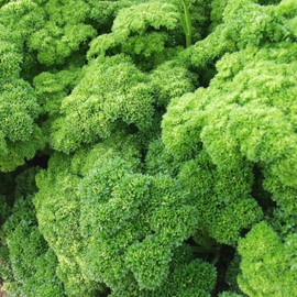 TomorrowSeeds - Triple Moss Curled Parsley Seeds - 3000+ Count - for 2025 Planting Curly Leaf Parsley Herb Garden Non-GMO Heirloom USA Garnish Thyme Basil Garden Grow Your Own Home Farm Patio Healthy