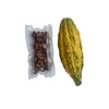 Organic Cocoa Seeds, Cacao Seeds, Theobroma cacao 50 Seeds Pack